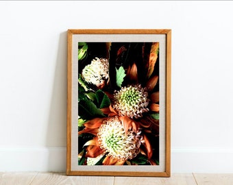 Telopea Waratah - Fine Photography Print - fotoposter kunst aan de grote muur - Canberra, Australische inheemse wilde bloemen - Botanische bloemdecor