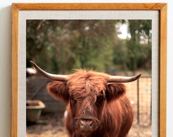 Highland Friend - Highland Cattle Fine Photography Print - Wall Art Photo - Modern Scottish Farm Decor - Animal Art Print - Australia