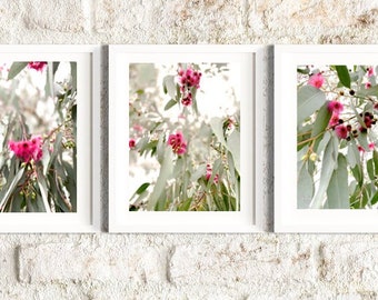 Roze bloeiende tandvlees - set van drie (3) Fine Art Photography-prints - Australische botanische muurkunstposter Aussie inheemse inheemse bloemen