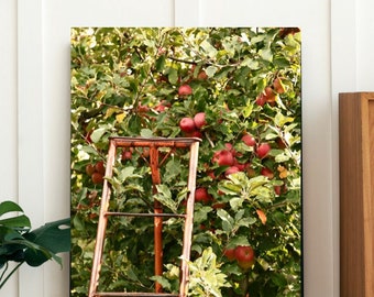 The Apple Orchard - Fine Art Photography Print - kunst foto grote muur - herfst herfst appelplukboerderij - keukendecor