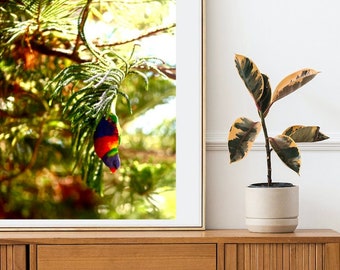 The Curious Rainbow Lorikeet - Fine Photography Print - Wall Art Photo - Palm Beach Sydney Australia - Australische inheemse vogels Wildlife Art