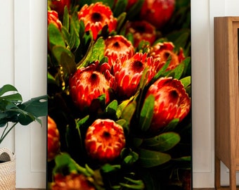 Protea Summer - Fine Photography-print - muurkunst fotoposter - Canberra Australia - botanische oranjerode suikerbloem - fotowand