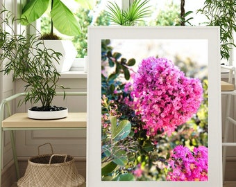 Hartvormige bloeiende crêpe mirte - fijne botanische fotografieprint - muurkunst - Australisch kunstwerk - felroze zomerbloemen op film