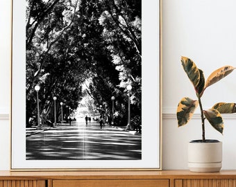 Hyde Park Sydney - zwart-witfotografieprint - kunst aan de muur foto - Sydney, Australië - met bomen omzoomde lantaarnpalen in stadspark Port Jackson-vijgen