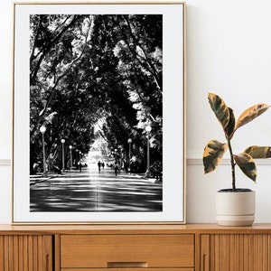 Pode incluir: Fotografia em preto e branco de um caminho ladeado por árvores com pessoas a caminhar. O caminho é ladeado por árvores de ambos os lados, e os ramos das árvores estão entrelaçados por cima. A fotografia está emoldurada numa moldura dourada e está pendurada numa parede branca.