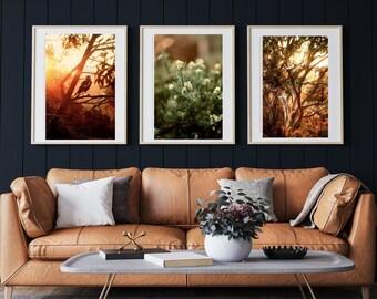 Into The Bush - Canberra, Australië - Set van drie (3) fijne fotografieprints - Muurkunst - Gombomen - Eucalyptus • Ekster • Mt Ainslie ACT