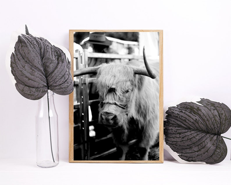 The Young Highland Cow \u2022 Black and White Highland Cattle Photography Print \u2022 Wall Art Photo \u2022 Bundanoon Brigadoon \u2022 Southern Highlands Calf