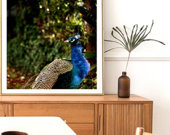 Iriserende pauw N 8 - Exclusieve Square Fine Photography-print - Narrabundah Canberra Australia - Blauwe en groene vogel - Wildlife Wall Art