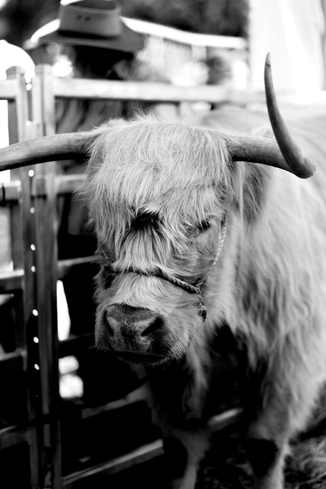 The Young Highland Cow Black and White Highland Cattle Etsy