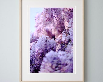 Blauweregen Bloom - Fine Photography Print - Wall Art Artwork paarse bloemen - Museum of Australian Democracy - Old Parliament House - Canberra