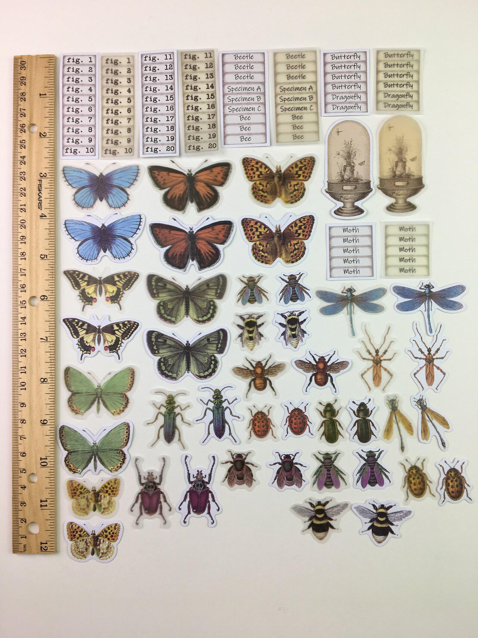Sticker Bug Microscope Bug Specimen Stickers Set - Etsy