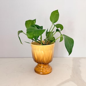 May include: A small, yellow-brown ceramic planter with a pedestal base, filled with a green leafy plant. The planter has a ribbed design and a glossy finish. The plant has several large, vibrant green leaves.