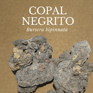 Black Copal – Sacred Resin from Bursera bipinnata – Traditional Mexican Incense for Cleansing and Rituals