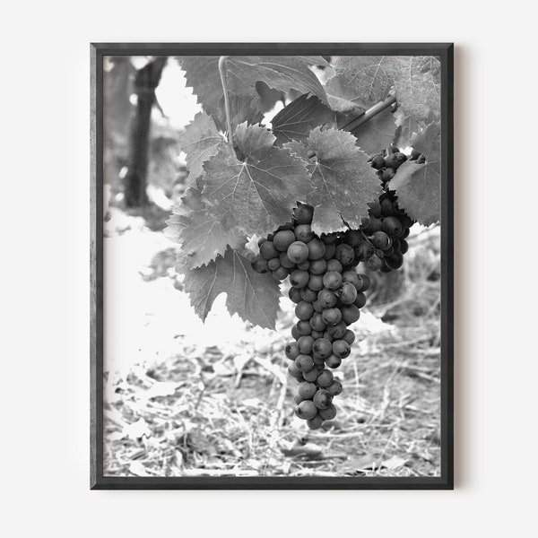 Black and White Print, Grapevine Picture, Winery Photography, Olympia Greece Photograph, Wine Country Decor, Greek Farm Photo, Food Art