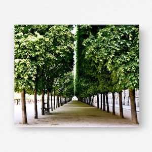 Paris Photography, Palais Royal Print, Garden Photograph, Parisian Landscape, Emerald Green Wall Art, Elegant French Decor, Paris Tree Print image 3