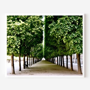 Paris Photography, Palais Royal Print, Garden Photograph, Parisian Landscape, Emerald Green Wall Art, Elegant French Decor, Paris Tree Print image 1