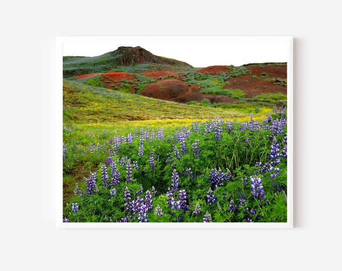 Iceland Landscape, Lupine Art, Summer Wildflower Print, Icelandic Photography, Golden Circle Photograph, Geysir Art, Mountain Field Photo