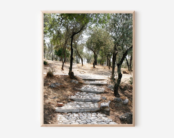 Olive Tree Photography, Athens Greece Photograph, Olive Grove Print, Mediterranean Wall Art, Greek Restaurant Decor, Athens Gift