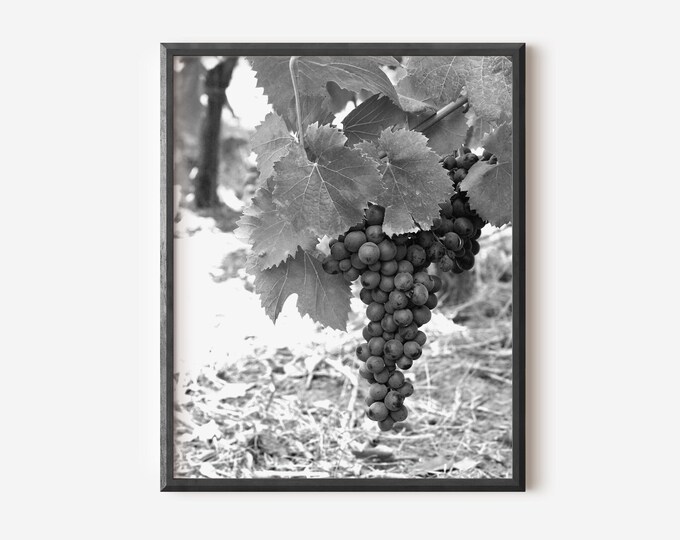 Black and White Print, Grapevine Picture, Winery Photography, Olympia Greece Photograph, Wine Country Decor, Greek Farm Photo, Food Art