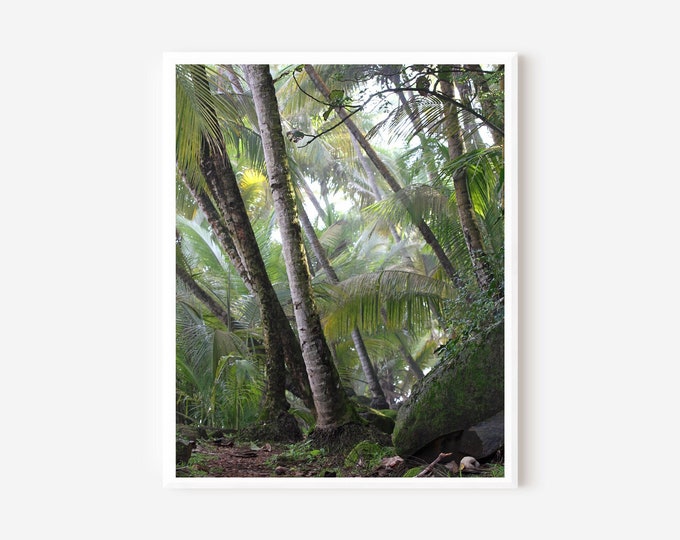 Caribbean Wall Art, Palm Tree Print, Devils Island Photograph, Tropical Home Decor, Green Photography, Forest Art Print, Frame or Mat Option