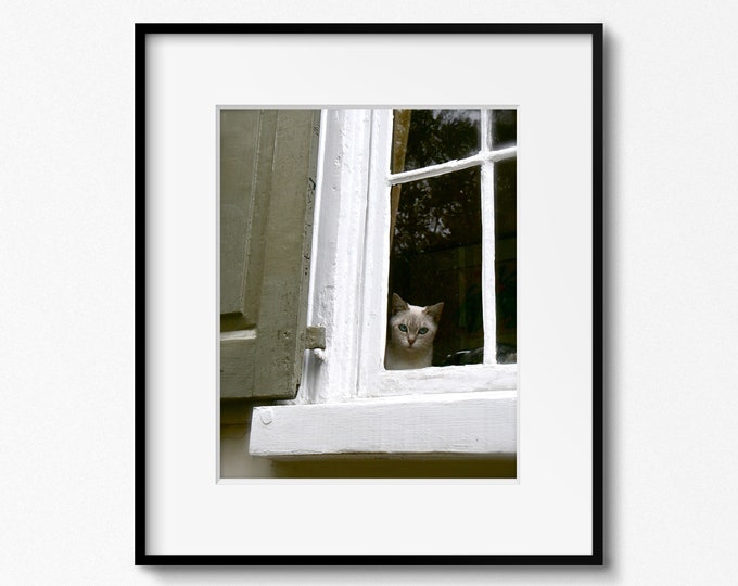 Cat in Window Print, Cat Wall Art, Charleston Print, South Carolina Photography, Taupe and White Art, Traditional Southern Picture