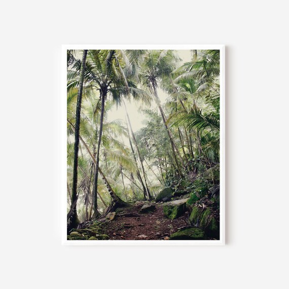 Palm Tree Photography Print from Devils Island in the Caribbean Sea - Vertical Green Tropical Wall Art Available with Mat or Frame