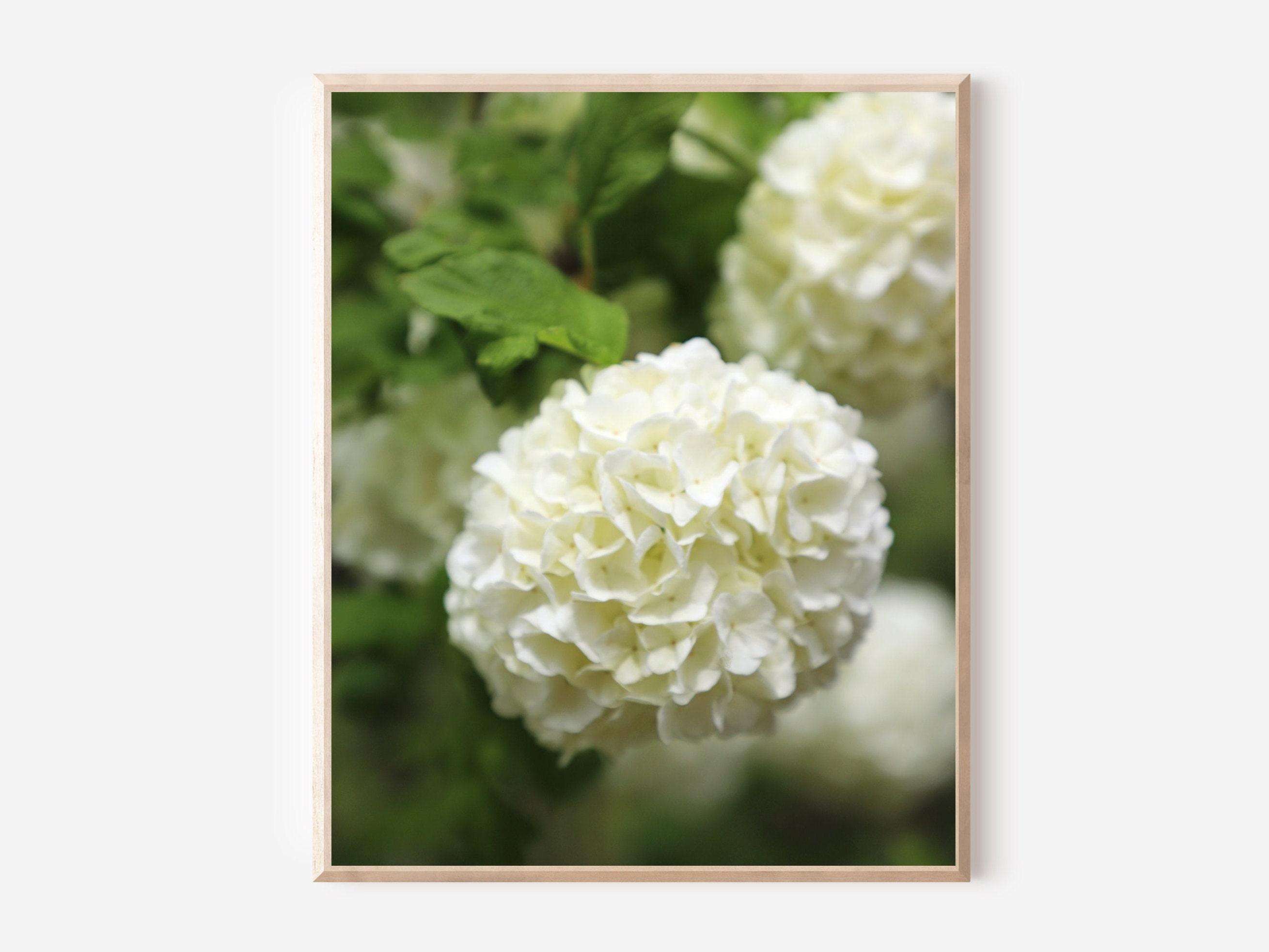 Image of Close-up of white robe hydrangea flower