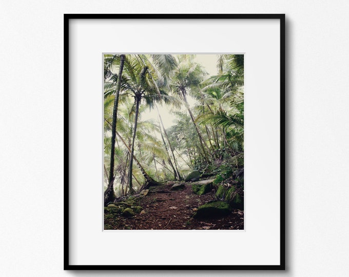 Palm Tree Photography Print from Devils Island in the Caribbean Sea - Vertical Green Tropical Wall Art Available with Mat or Frame