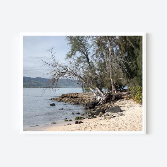 Roots at the Shore — Maui North Shore Hawaii Photography Print