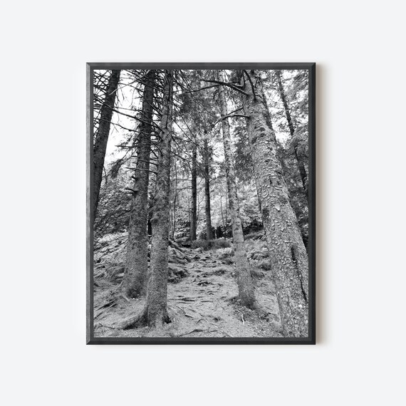 Black and White Forest Print, Bergen Norway Photography, Tree Wall Art, Nature Photograph, Norwegian Decor, Scandinavian Wall Art