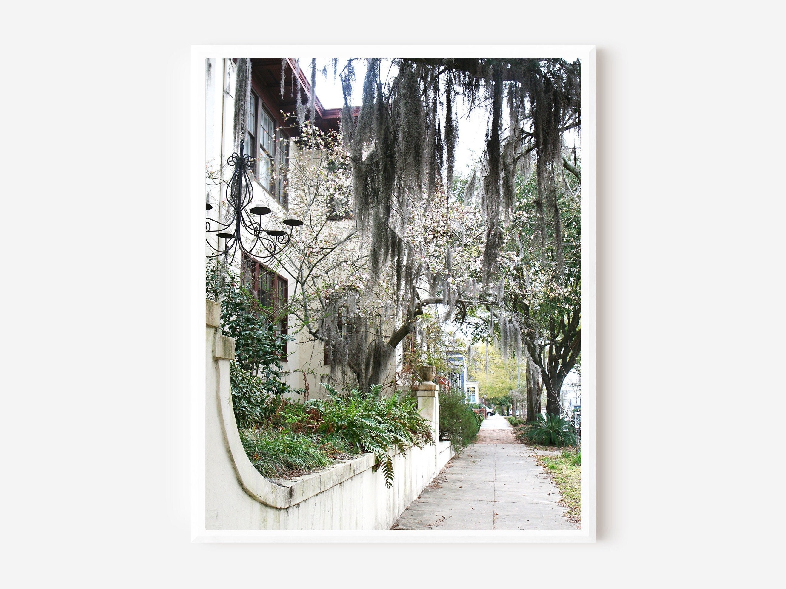 Wilmington NC Art, Spanish Moss Photograph, North Carolina Photography