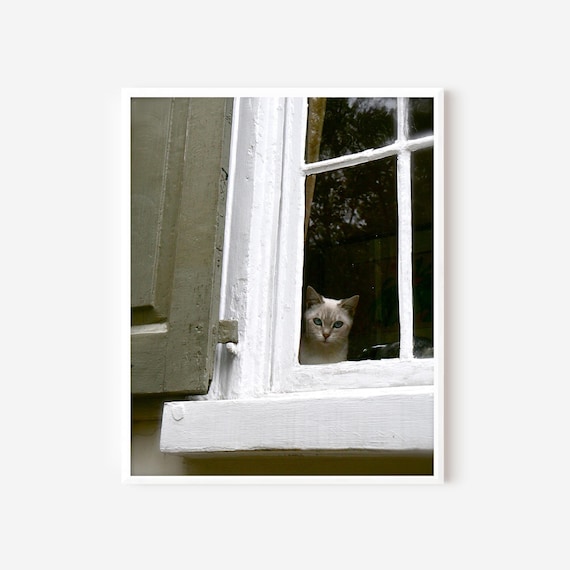 Cat in Window Print, Cat Wall Art, Charleston Print, South Carolina Photography, Taupe and White Art, Traditional Southern Picture