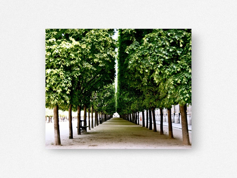 Paris Photography, Palais Royal Print, Garden Photograph, Parisian Landscape, Emerald Green Wall Art, Elegant French Decor, Paris Tree Print image 3