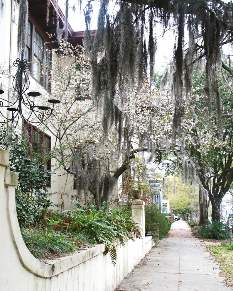 Wilmington North Carolina Photography Print Spanish Moss Etsy