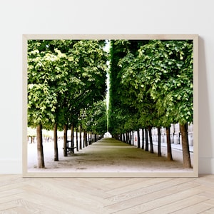 Paris Photography, Palais Royal Print, Garden Photograph, Parisian Landscape, Emerald Green Wall Art, Elegant French Decor, Paris Tree Print image 7