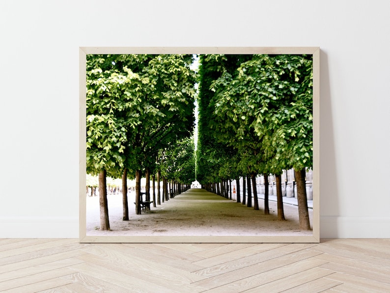Paris Photography, Palais Royal Print, Garden Photograph, Parisian Landscape, Emerald Green Wall Art, Elegant French Decor, Paris Tree Print image 7