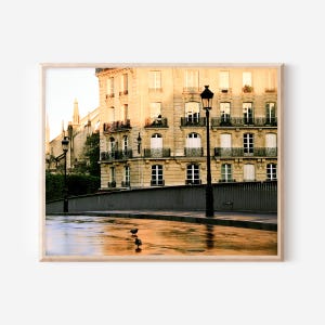 May include: A framed photograph of a Parisian building with cream-colored stone walls, wrought iron balconies, and tall windows. A black street lamp stands on a wet, reflective pavement in the foreground, where two small birds are walking.