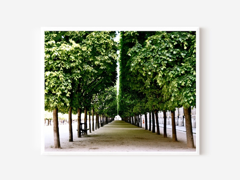 Paris Photography, Palais Royal Print, Garden Photograph, Parisian Landscape, Emerald Green Wall Art, Elegant French Decor, Paris Tree Print image 1