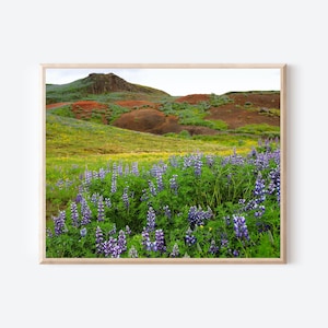 Iceland Lupine Field Photography Print, Purple Wildflowers Photo, Nordic Landscape Wall Art, Iceland Nature Photo, Summer Botanical Art