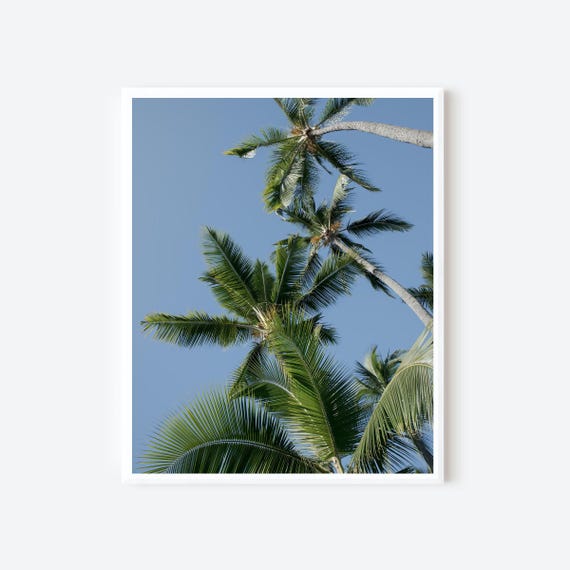 Palm Canopy, Hawaii Photography Print, Tropical Decor