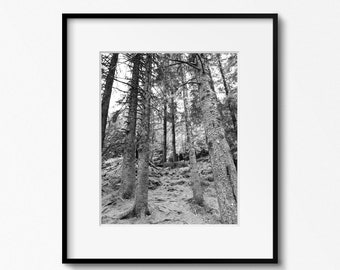 Black and White Forest Print, Bergen Norway Photography, Tree Wall Art, Nature Photograph, Norwegian Decor, Scandinavian Wall Art