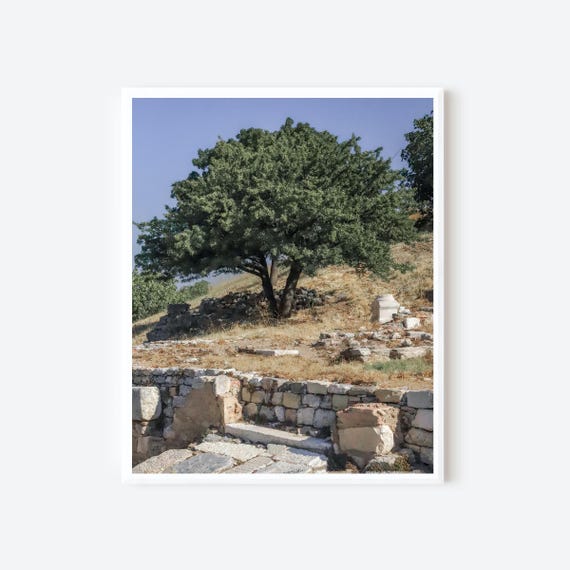 Rooted in Time – Ancient Tree and Ruins Wall Art Print from Ephesus Turkey