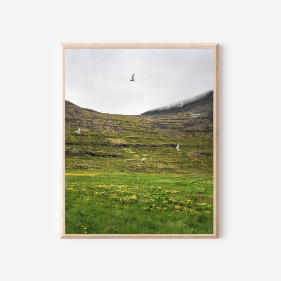 Arctic Terns Over Iceland, Nordic Meadow Photography Print