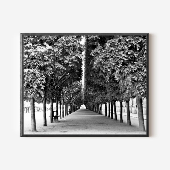 Black and White Palais Royal Print, Paris Photography, French Garden Picture, Tree Photograph, Paris Wall Art, Parisian Print, Paris Photo