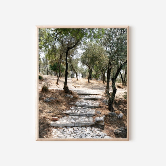 Olive Tree Grove Photography Print, Athens Greece Wall Art, Mediterranean Decor, Available Framing and Matting