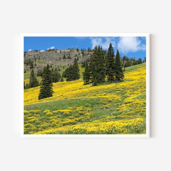 Yellowstone Photography, Wildflower Art, Field of Flowers Print, Yellowstone National Park Photograph, Yellow Wall Art, Wyoming Landscape