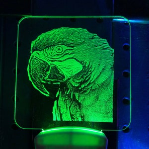 Parrot night light etched, changes through 7 different colors