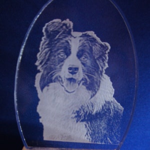 Border Collie night light