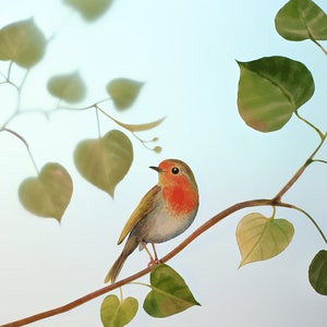 Janes Robin image 3