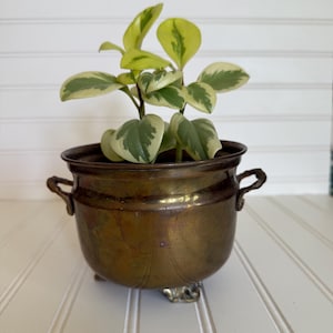 May include: A small, antique brass planter with a plant featuring green and cream-colored leaves. The planter has two handles and rests on three decorative feet. The plant is centered in the frame, with a white-paneled background.